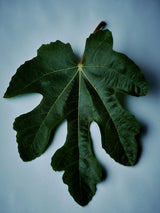 Fennel Flower Olive Oil