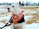 Campfire Orange Bandana