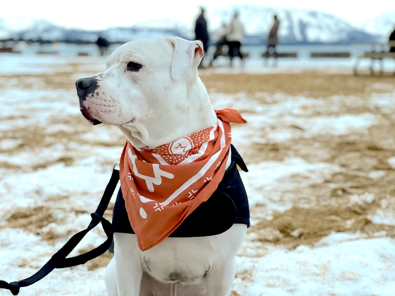 Campfire Orange Bandana