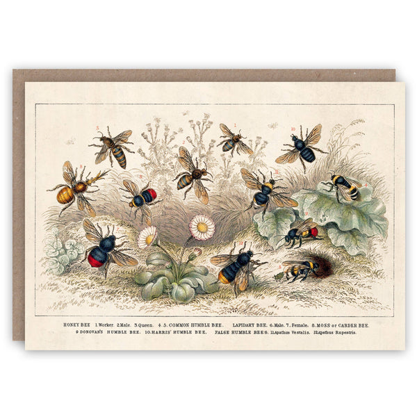 Honey Bee greeting card