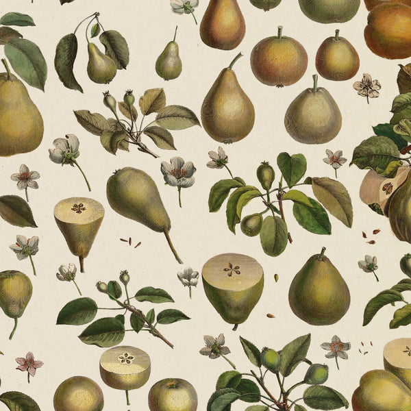 Pears Gift Wrap