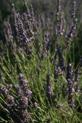 Lavender Water