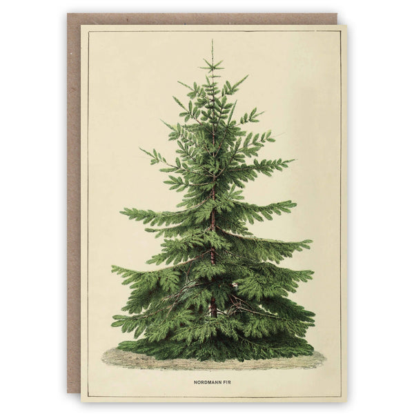 Nordmann Fir Holiday Greeting card