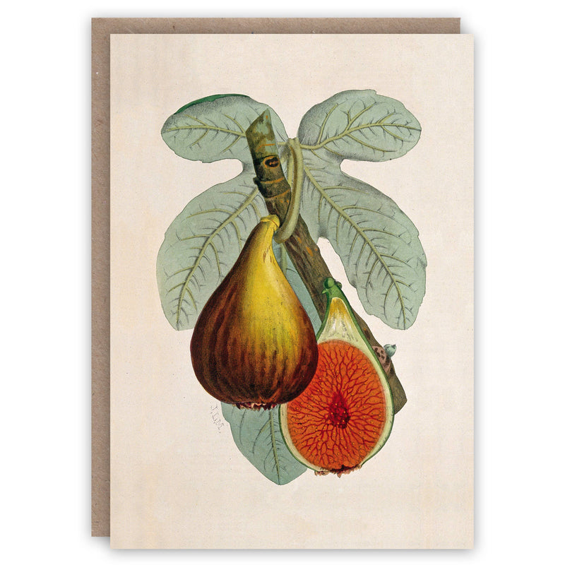 Fig Plant