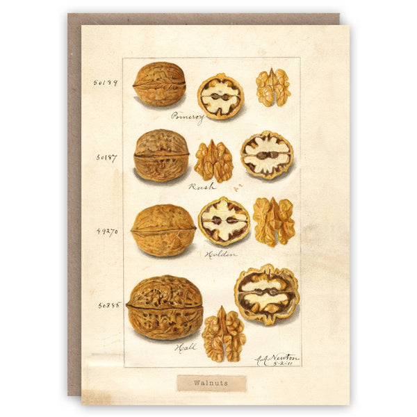 Walnuts