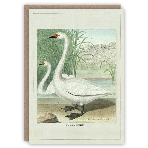 Swans Cards